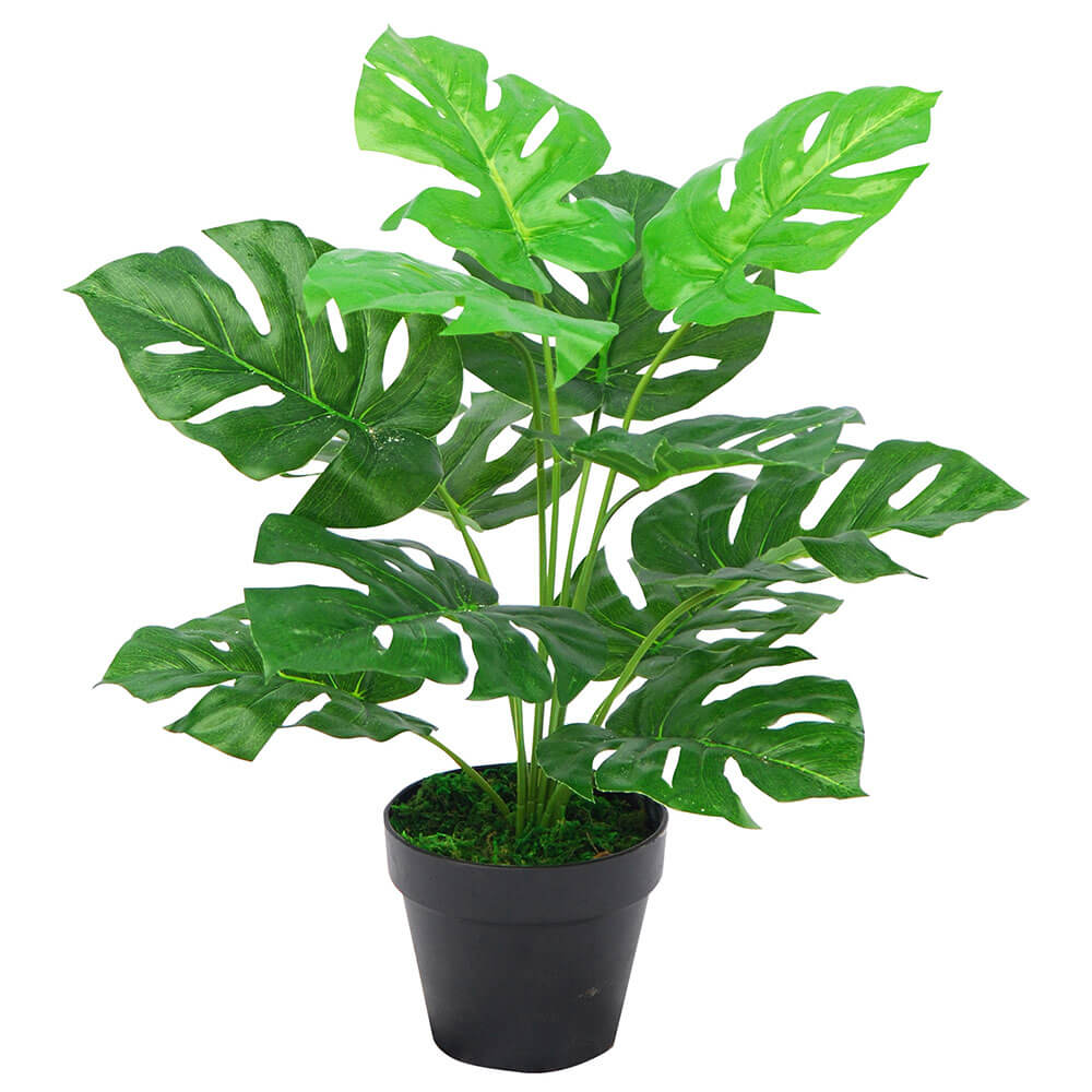 Monstera -plant in plastic pot